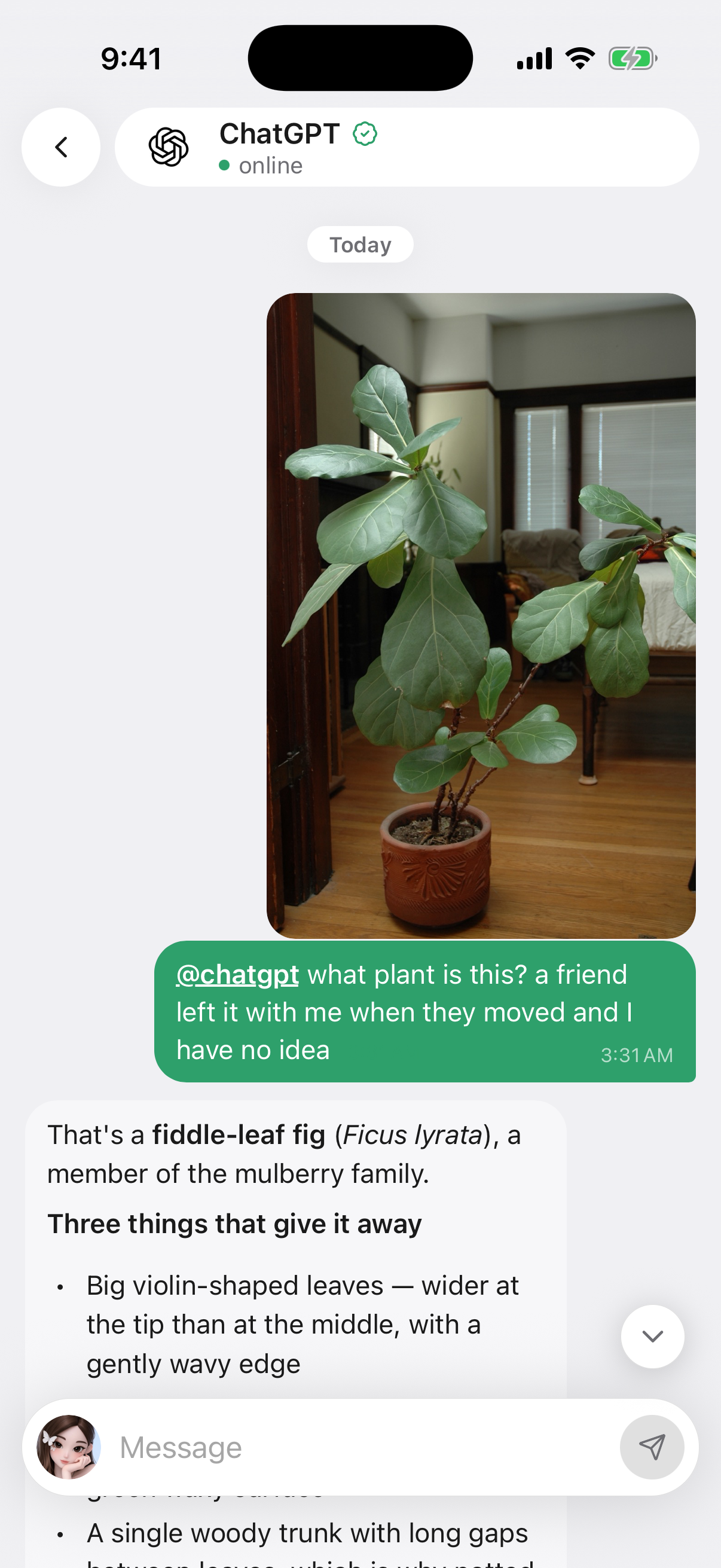 Mafold identifies a plant from a photo